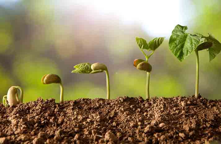 Modes of Reproduction in Plants